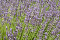 Lavendel in Frankrijk