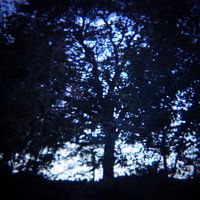 forrest for a tree 01