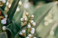 Wunderschönes Makro-Naturfoto einer Pflanze mit Blumen