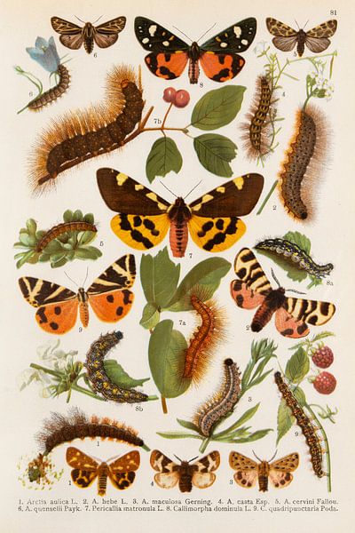 Illustration with yellow/brown and red/brown butterflies by Studio Wunderkammer