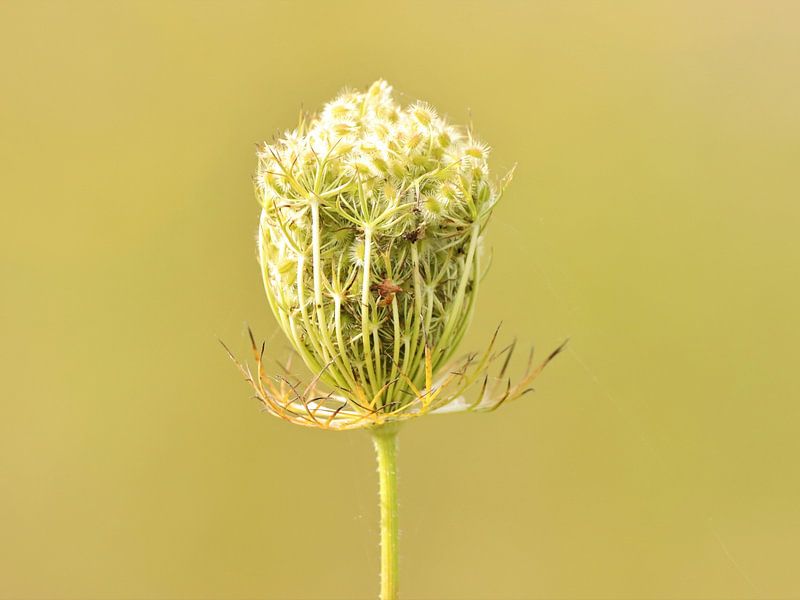 Carotte sauvage par Hermien Huis in ‘t Veld