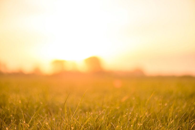 Sonnenaufgang über einem Feld mit Tau auf dem Gras an diesem frühen Frühlingsmorgen von Sjoerd van der Wal Fotografie