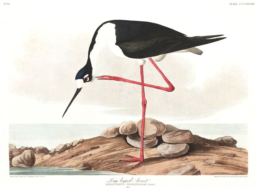 Échasse d'Amérique par Birds of America