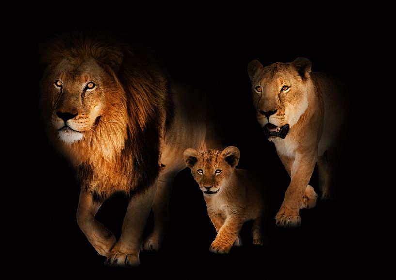 Lion family by Bert Hooijer