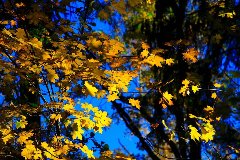 Maple by Thomas Jäger