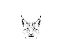 Artistic black and white portrait of a lynx