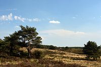 A Veluwe moorland landscape