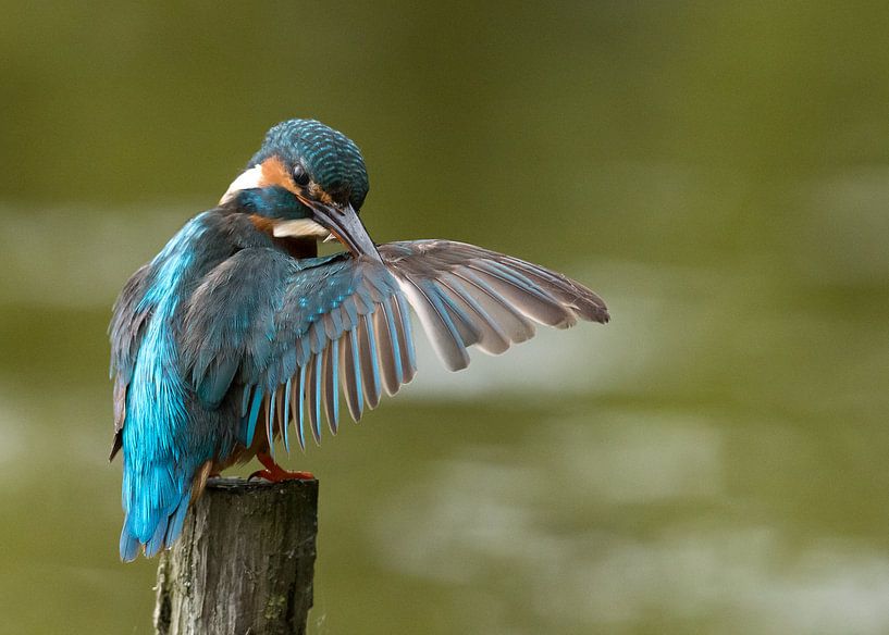 Groot onderhoud! par Robert Kok