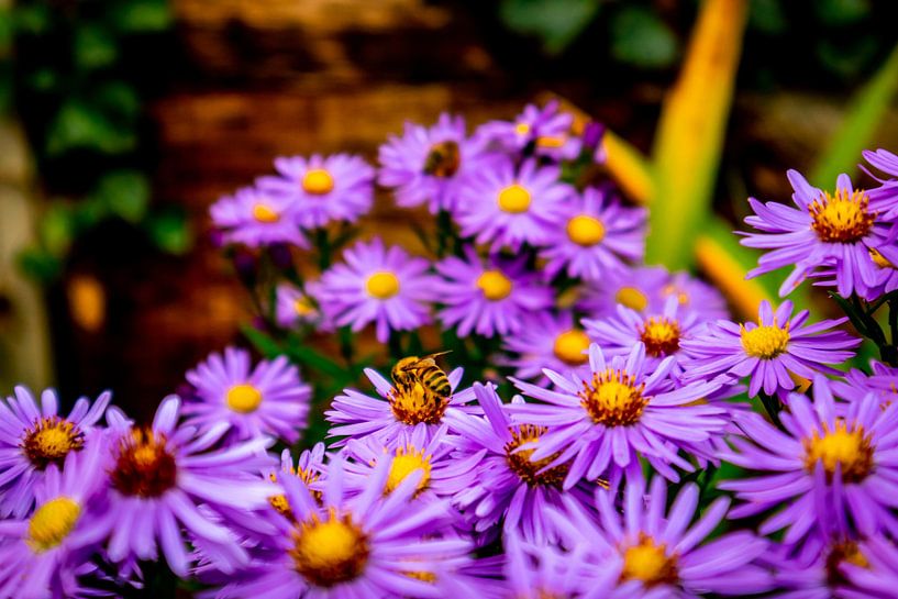 Wunderschöne Blütenpracht im heimischen Garten von Oliver Hlavaty