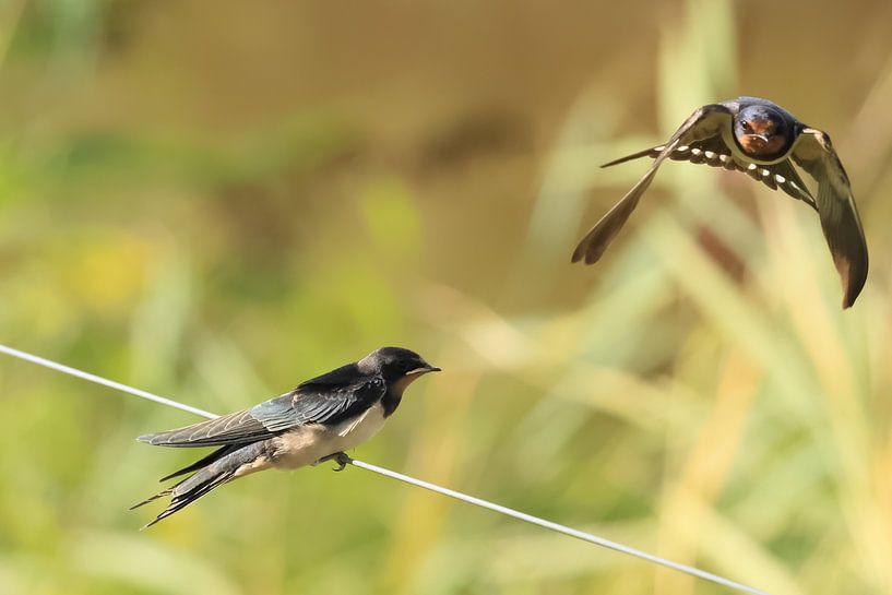 Zwaluwen van Rinnie Wijnstra (FotoAmeland )