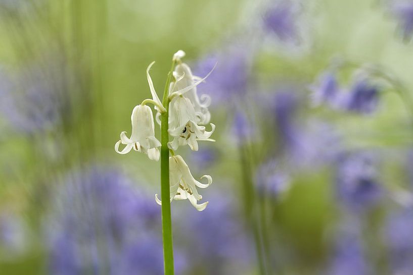 Jacinthes des bois par Ad Jekel