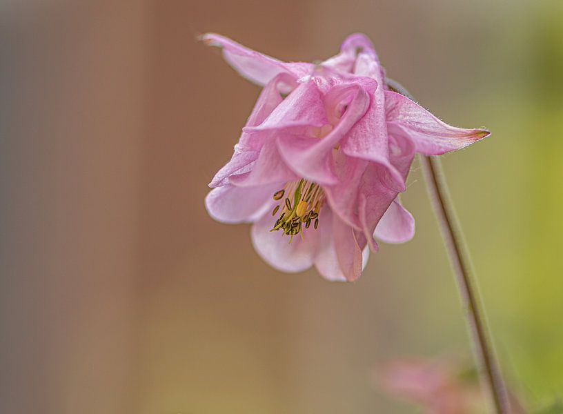 Pink aquilegia by Ingrid Aanen