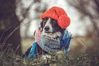 Border Collie met rode muts en sjaal op een koude winterdag