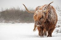 Schottischer Highlander-Stier im Schnee