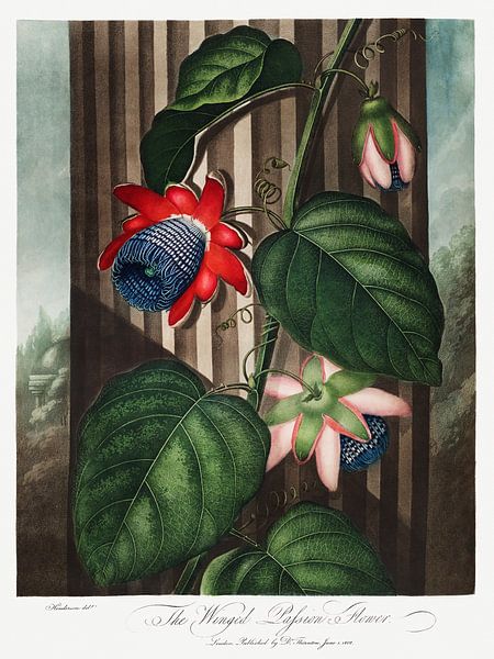 La passiflore ailée tirée de The Temple of Flora (1807) de Robert John Thornton. par Frank Zuidam