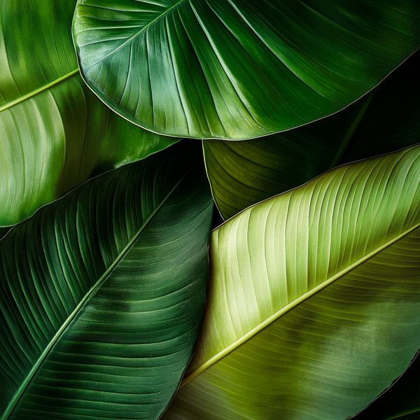 Diversité des feuilles par Poster Art Shop