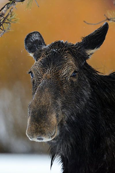 Moose ( Alces alces ), headshot of an adult female, cow, looks funny, Yellowstone Area, Grand Teton, by wunderbare Erde