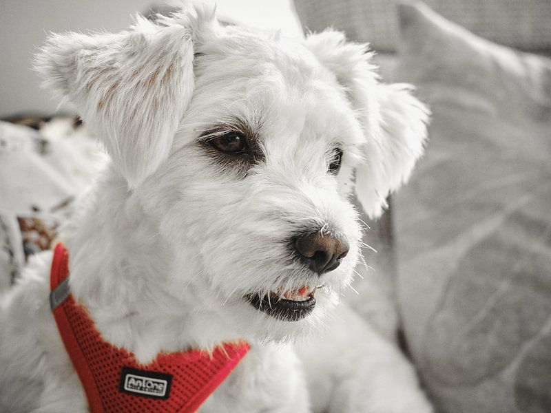 Maltipoo-Liebe: Entspannung auf dem Sofa! von Momentaufnahme | Marius Ahlers