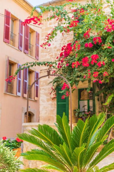 Maison idyllique avec de magnifiques bougainvilliers dans la vieille ville d'Alcudia, à Majorque, en par Alex Winter