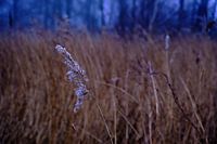 Close up reed plume along reed belt in misty morning light