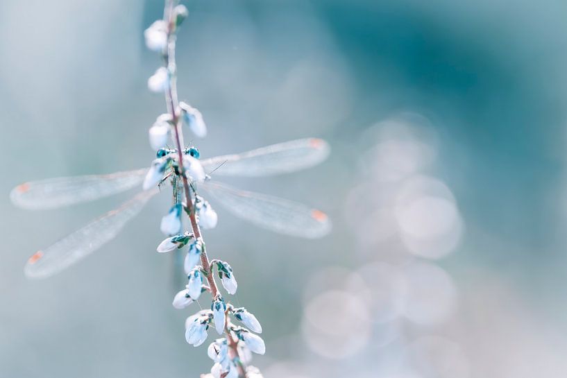 Doux &amp;amp ; Rêveur - Libelle par Shanna van Mens Fotografie
