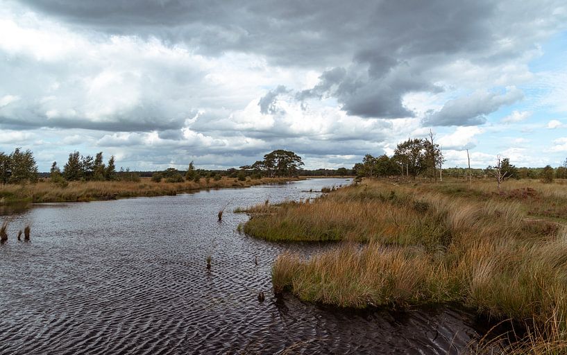 Dwingelderveld par Ingrid Aanen