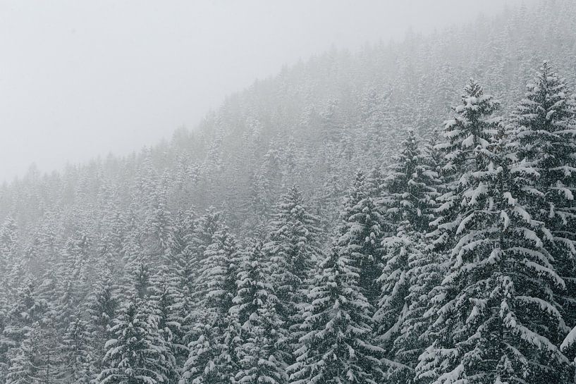 Snow on the trees by Sophia Eerden
