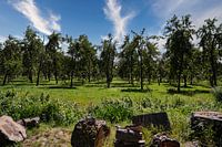 Apple orchard in Normandy