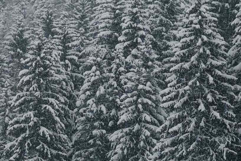 Winter in the forest by Sophia Eerden