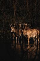 Vater Davids Hirsche im Wasser