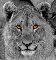 Ein Porträt eines jungen Löwen (Panthera Leo), der den Betrachter mit durchdringenden Augen betracht