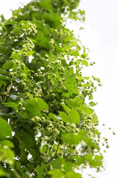 Hop von Sylka Mannaert