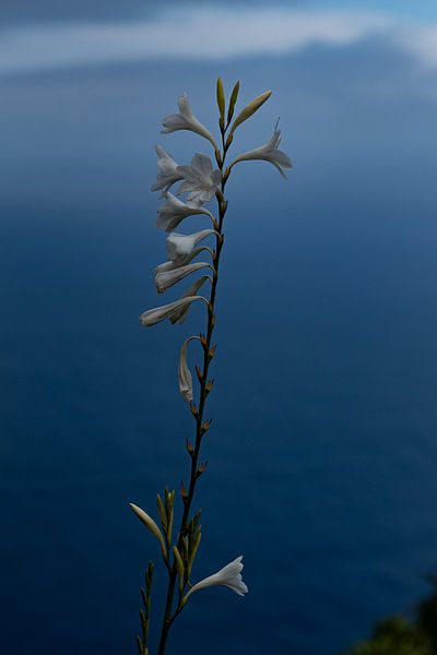 Flowers on Madeira island by Loes Uijtdehaag