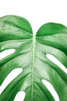 monstera deliciosa | Lochpflanze