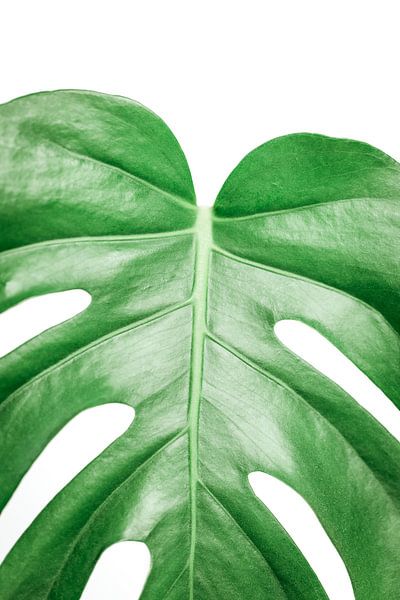 Monstera Deliciosa | Plant  Art Print by Sarina Dekker