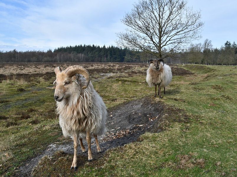 Schafe auf dem Deich von Bernard van Zwol
