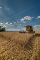 Maaidorsen bij molen de Steendert
