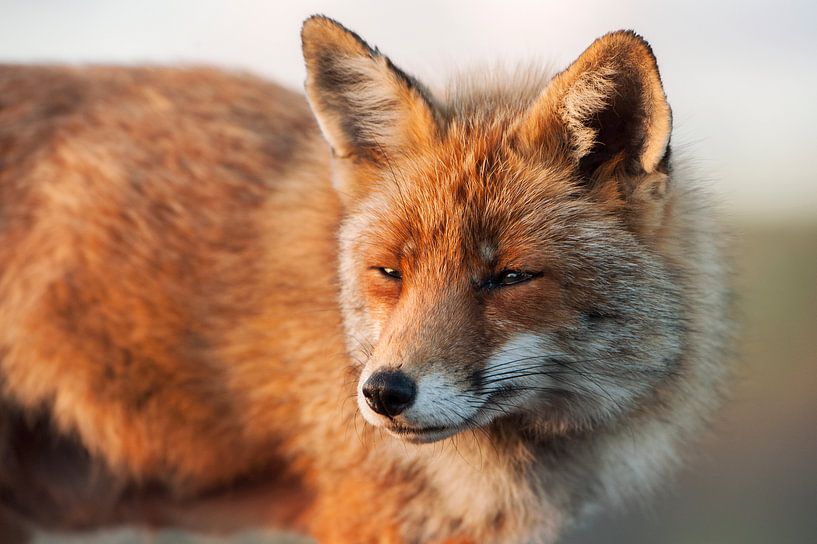 Fuchs im letzten Sonnenlicht von Dick van Duijn
