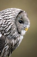 Urchin owl portrait photo