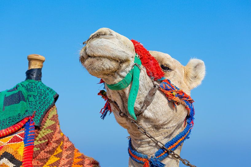 Porträt mit Kamelkopf und einem Teil des Sattels mit blauem Himmel auf dem Hintergrund von Ben Schonewille