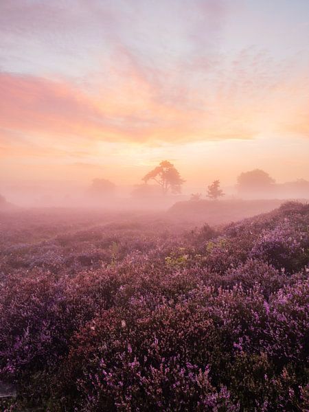 good morning by snippefotografie