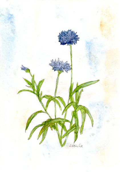 Kornblumen von Sandra Steinke