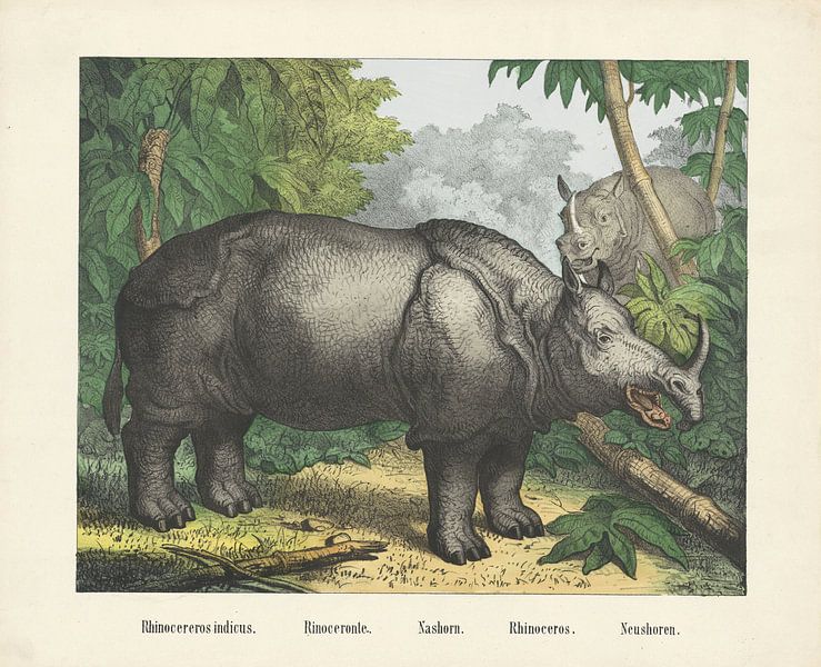 Rhinoceros indicus. / Rhinoceronte. / Nashorn. / Rhinoceros. / Rhinoceros, firm of Joseph Scholz, 18 by Gave Meesters