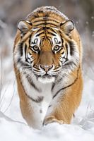 Ein sibirischer Tiger spaziert durch den Schnee.