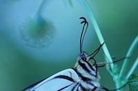 Close up van de Queen