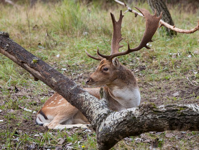 mannetjes damhert met groot gewei in het awd van ChrisWillemsen