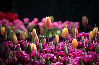 Gekleurde tulpen in de Keukenhof
