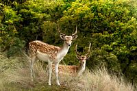 Nahaufnahme von zwei Rehen im Wald