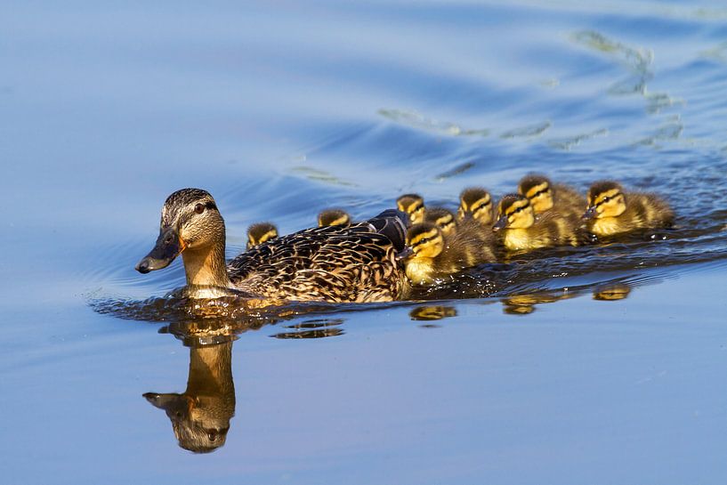 Canard avec poussins par Dennis van de Water