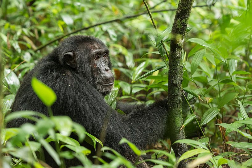 Chimpansee par Albert van Heugten